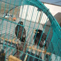 یک جفت مرغ مینا خوش رخ و خوش صدا