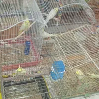 عروس هلندی طوطی فنچ مرغ عشق قناری و کلیه پرندها|پرنده|بوشهر, |دیوار