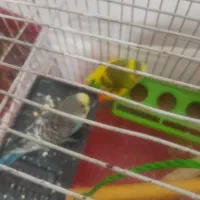 جفت مرغ عشق اماده