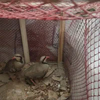 قفس نگهداری پرنده