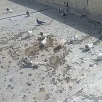 کبوتر پرشی