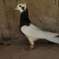 کبوتر طوقی نر آنتیک