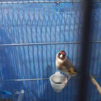 سره جوجه قفس زیردهن سره قناری بوده۳ساله|پرنده|ملایر, |دیوار