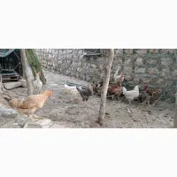 مرغ۱۵عددتخم گذار وجوان وی خروس۳میلیون۷۰۰|حیوانات مزرعه|ایوان, |دیوار
