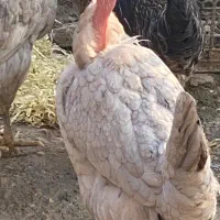 مرغ و خروس محلی|حیوانات مزرعه|برازجان, |دیوار