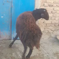 دو راس بره قوچ قزل افشار وقره چال