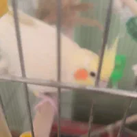 عروس هلندی سخن گو همراه با جوجه|پرنده|آشخانه, |دیوار