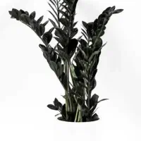 زاموفیلیا بلک