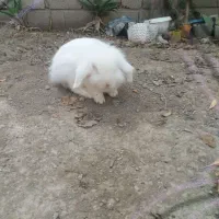 خرگوش لوپ ماده بالغ اماده جفت گیری فوری|موش و خرگوش|گنبد کاووس, |دیوار