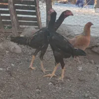 جوجه اوشامو