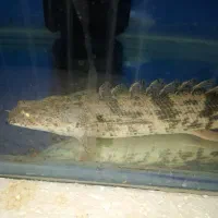 آکواریوم|ماهی|مشهد, امیر المومنین|دیوار