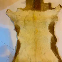 پادری پست طبیعی بز اذربایجان