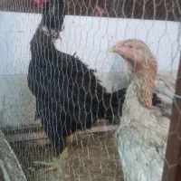 تخم مرغ لاری نطفه دار