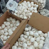پرورش قارچ خوراکی /کار پر سود