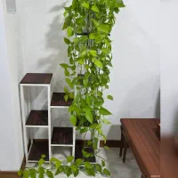 گل و گیاه طبیعی|گل و گیاه طبیعی|جم, |دیوار