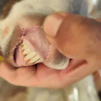 یک راس بز جوان مناسب برا کشت و داشت|حیوانات مزرعه|کرمان, |دیوار