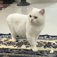 جفت گیری اسکاتیش نر