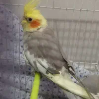 فروش عروس هلندی|پرنده|شیراز, فاضل|دیوار