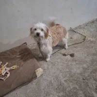 سگ پاکوتاه|سگ|اردبیل, |دیوار