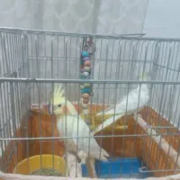 عروس هلندی|پرنده|نجفآباد, فردوسی|دیوار