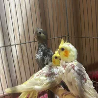 ۳ جوجه عروس هلندی سالم و سرحال فوری