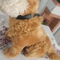 عروسک سگ|اسباب‌بازی بچه|شاهین‌شهر, طالقانی|دیوار