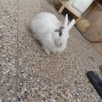 خرگوش خوشگل بالغ