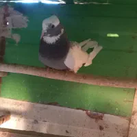 کفتر ابلغ تیکه پاره|پرنده|کهریزک, |دیوار