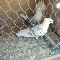 جوجه دوکت هفت رنگ|پرنده|فولادشهر, B8|دیوار
