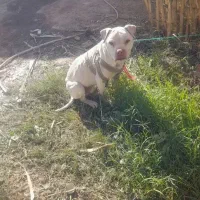 واگذاری سگ|سگ|سبزوار, قاضی زاد|دیوار