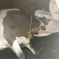 گاو نر سالم مناسب