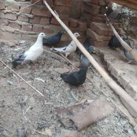 کبوتر نرپر و پرشی|پرنده|خاش, |دیوار