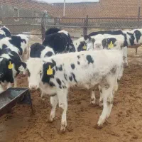 گوساله هلشتاین|حیوانات مزرعه|خنجین, |دیوار