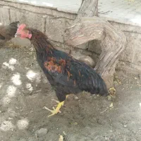 خروس