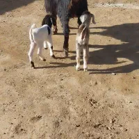 بز محلی دوقلوزا