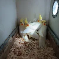 جوجه لوتینو سرحال نیمه رام و یک جفت بالغ لوتینو