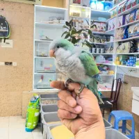جوجه راهب سرلاکی و نرم خور و دون خور