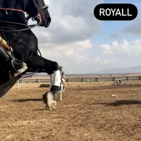 اسب سواری کوهدشت (مجموعه تفریحی)|خدمات آموزشی|کوهدشت, |دیوار