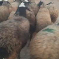 میش اصیل چا|حیوانات مزرعه|اسفرورین, |دیوار