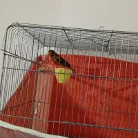 قناری بخون مامله