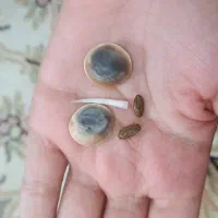 سنگ کاربردی و اصیل