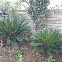 دو عدد گل سیکاس ۱۸ و ۱۰ ساله