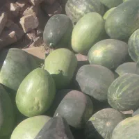 هندوانه دیم|خوردنی و آشامیدنی|نوده انقلاب, |دیوار