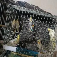شش عروس هلندی