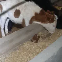 گوساله سیمینتال