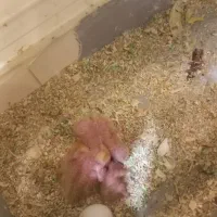 طوطی برزیلی جفت نرماده