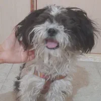 یک عدد سگ نژاد شیتزو ۸ماهه