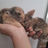بچه خرگوش لپ