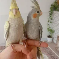 عروس هلندی|پرنده|پاوه, |دیوار