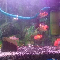 گلدفیش تری کالر|ماهی|شیراز, کوشک میدان|دیوار